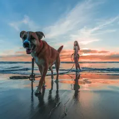 Perro feliz en la playa para perros Alicante, con una chica en bikini al atardecer.