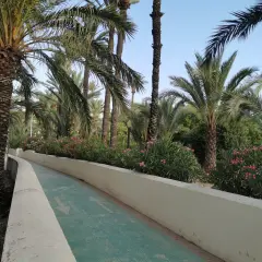 Un camino verde serpentea entre el exuberante palmeral de Elche, bordeado de flores rosadas y palmeras altas.
