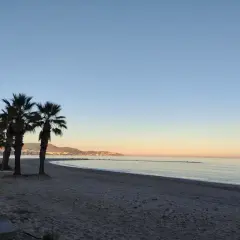 Palmeras en el benicasim paseo maritimo al amanecer, con el mar en calma y la costa al fondo.
