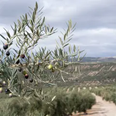 Rama de olivo con aceitunas madurando, preludio de lo que ver en Úbeda y Baeza: paisajes de olivos que inspiran.
