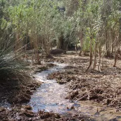 Un arroyo serpentea entre juncos y vegetación frondosa, parte de la ruta río Chicamo.