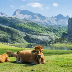 Vacas pastando en un prado verde con el lago y las majestuosas montañas de Picos de Europa de fondo. Un lugar idílico para visitar.