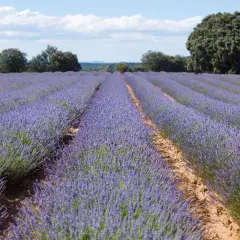 Campos de lavanda morada se extienden hasta el horizonte, evocando la magia del festival lavanda Brihuega bajo un cielo azul con nubes blancas.