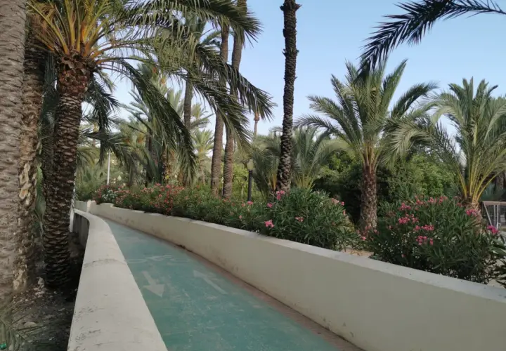 Un camino verde serpentea entre el exuberante palmeral de Elche, bordeado de flores rosadas y palmeras altas.