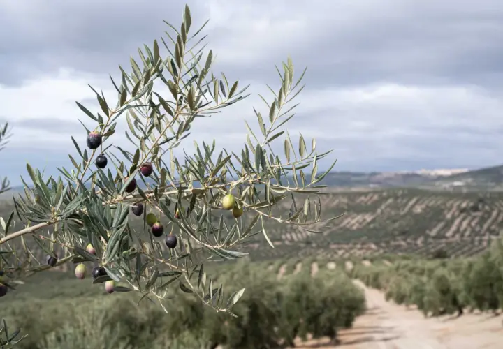 Rama de olivo con aceitunas madurando, preludio de lo que ver en Úbeda y Baeza: paisajes de olivos que inspiran.