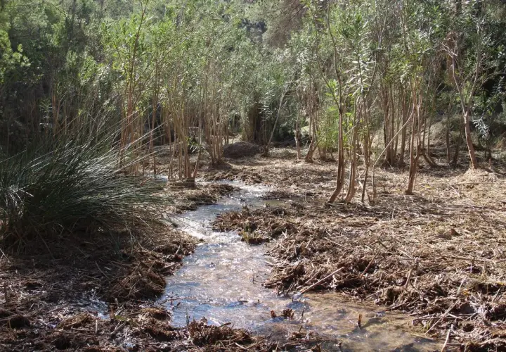 Un arroyo serpentea entre juncos y vegetación frondosa, parte de la ruta río Chicamo.