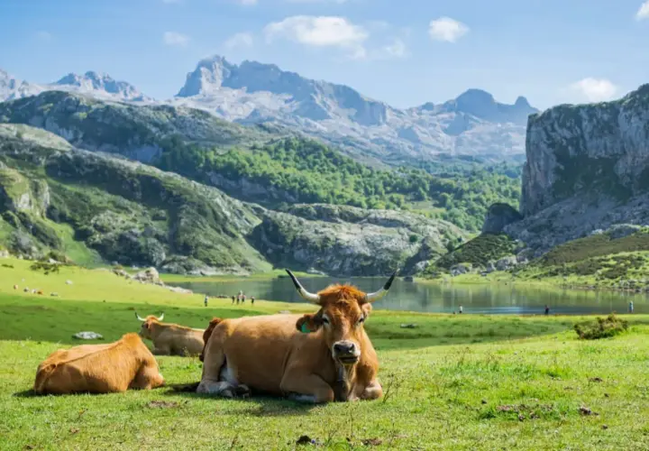 Vacas pastando en un prado verde con el lago y las majestuosas montañas de Picos de Europa de fondo. Un lugar idílico para visitar.
