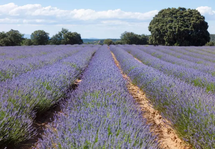 Campos de lavanda morada se extienden hasta el horizonte, evocando la magia del festival lavanda Brihuega bajo un cielo azul con nubes blancas.