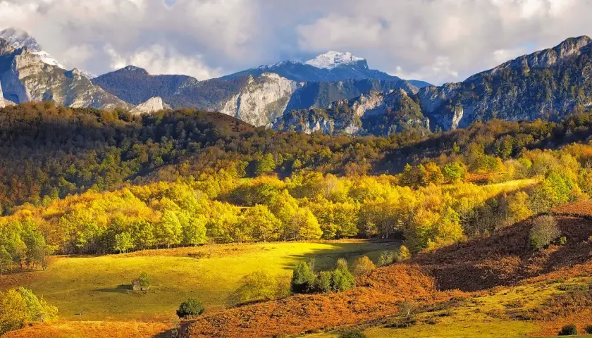 Paisaje otoñal en el **parque natural de Ponga**, con montañas nevadas al fondo y un bosque de árboles amarillos y ocres en primer plano.