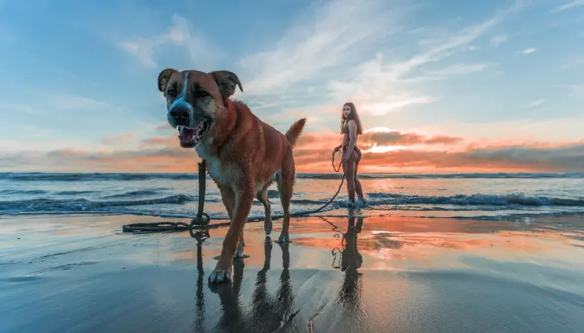 Perro feliz en la playa para perros Alicante, con una chica en bikini al atardecer.