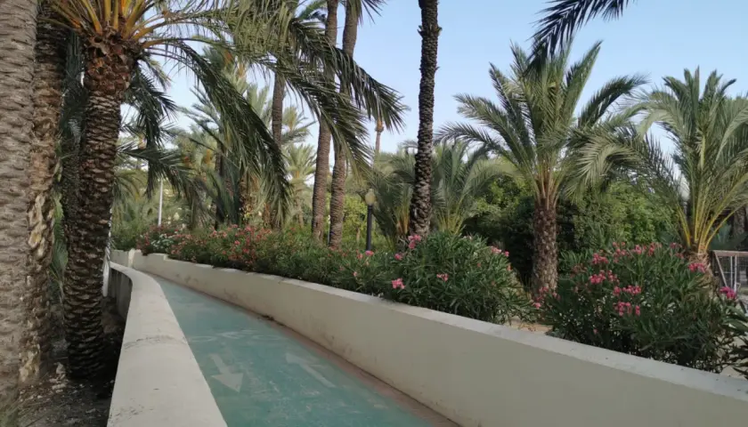 Un camino verde serpentea entre el exuberante palmeral de Elche, bordeado de flores rosadas y palmeras altas.