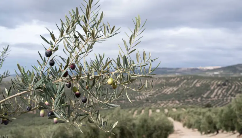 Rama de olivo con aceitunas madurando, preludio de lo que ver en Úbeda y Baeza: paisajes de olivos que inspiran.