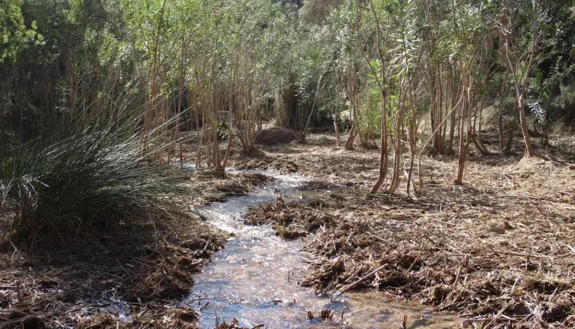 Un arroyo serpentea entre juncos y vegetación frondosa, parte de la ruta río Chicamo.