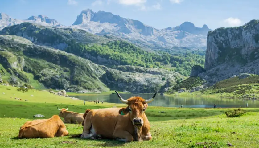 Vacas pastando en un prado verde con el lago y las majestuosas montañas de Picos de Europa de fondo. Un lugar idílico para visitar.