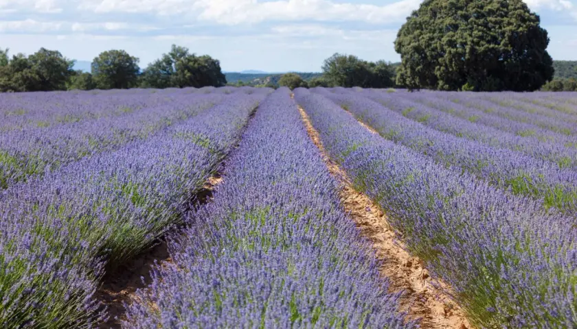 Campos de lavanda morada se extienden hasta el horizonte, evocando la magia del festival lavanda Brihuega bajo un cielo azul con nubes blancas.