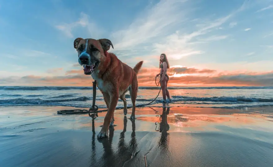Playas para perros en Alicante - ¿Cuál elegir para tu plan?