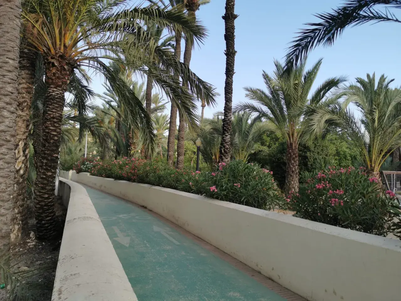 Un camino verde serpentea entre el exuberante palmeral de Elche, bordeado de flores rosadas y palmeras altas.
