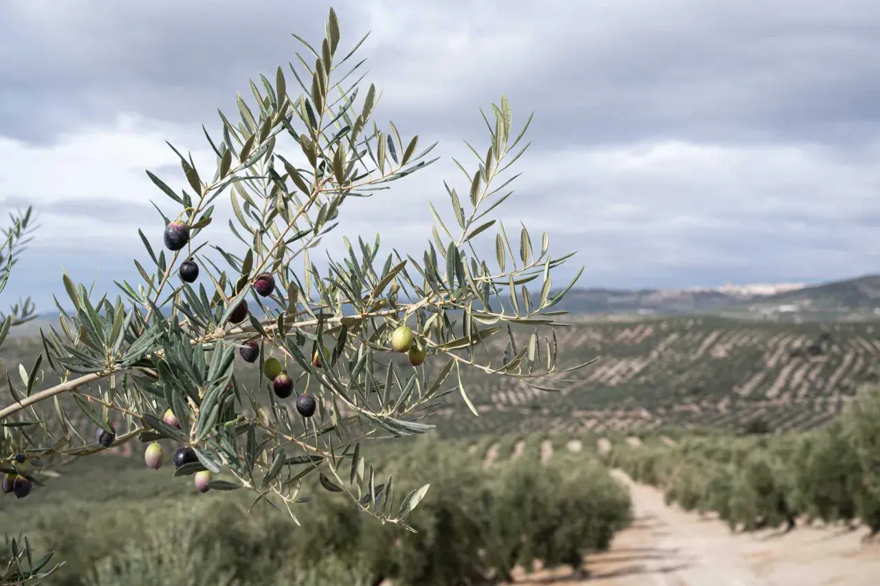Rama de olivo con aceitunas madurando, preludio de lo que ver en Úbeda y Baeza: paisajes de olivos que inspiran.