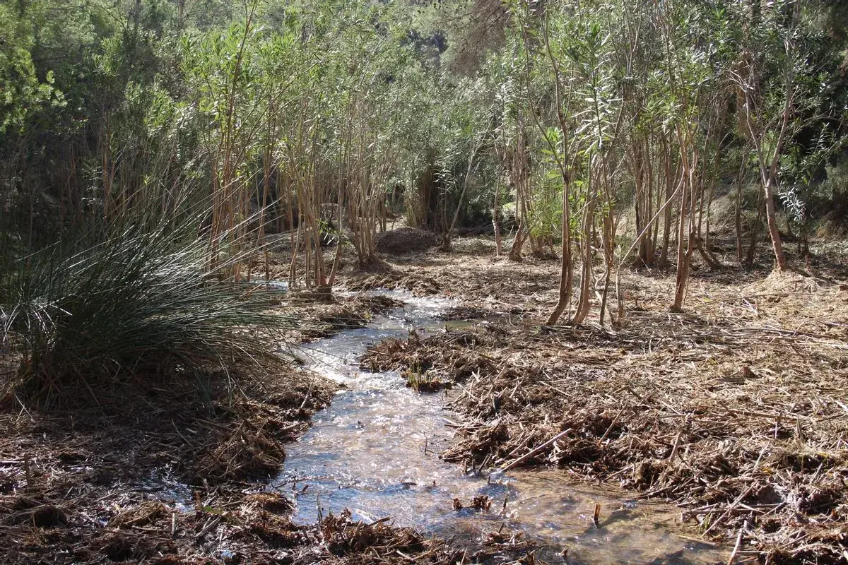 Un arroyo serpentea entre juncos y vegetación frondosa, parte de la ruta río Chicamo.