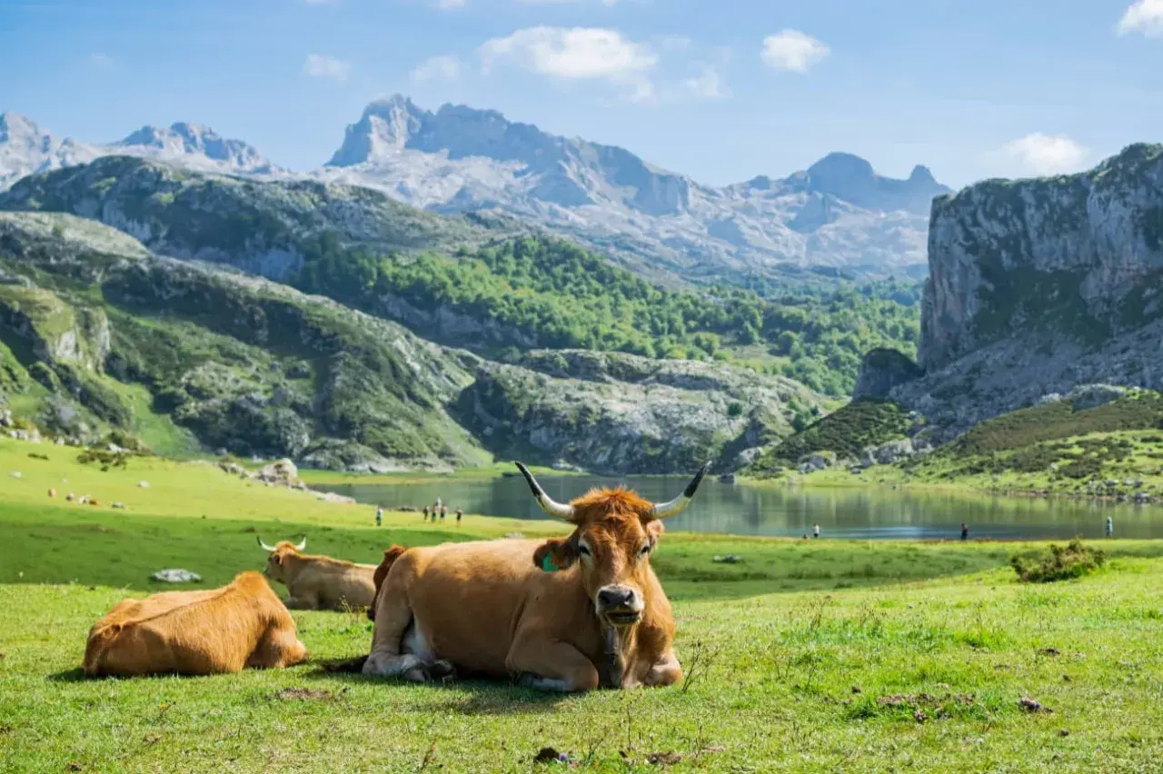 Vacas pastando en un prado verde con el lago y las majestuosas montañas de Picos de Europa de fondo. Un lugar idílico para visitar.