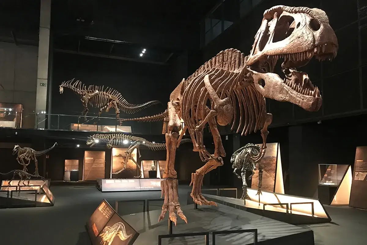Esqueletos de dinosaurios en una exposici&oacute;n de dinosaurios en Madrid. Destaca un gran Tiranosaurio Rex en primer plano.