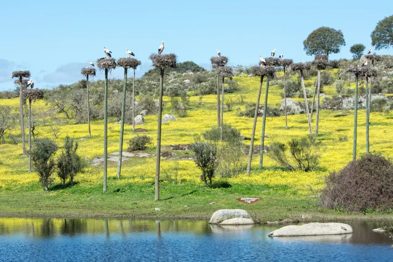 Nidos de cigüeñas en postes, rodeados de un campo de flores amarillas en Malpartida de Cáceres.