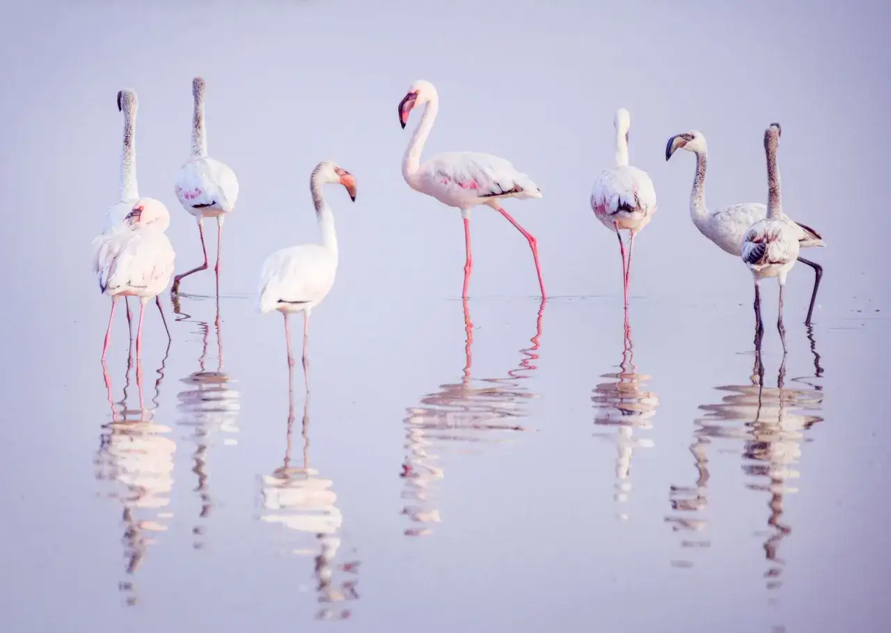 Flamencos rosados en el parque natural de las lagunas de La Mata y Torrevieja, reflej&aacute;ndose en el agua serena.
