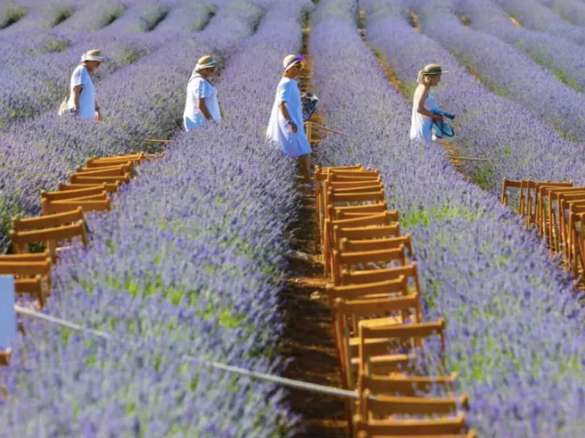 Gente paseando entre campos de lavanda en el festival Lavanda Brihuega.