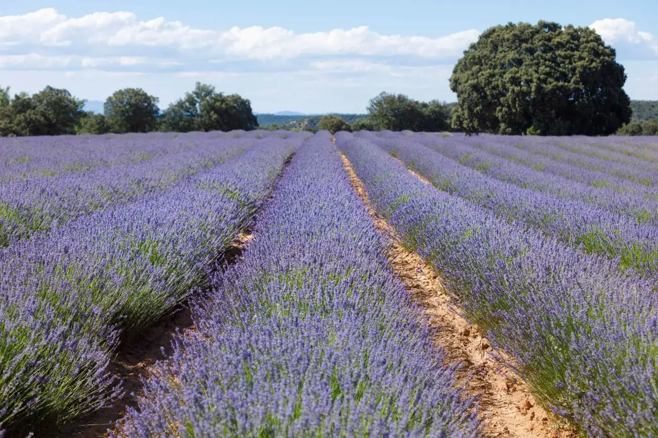 Campos de lavanda morada se extienden hasta el horizonte, evocando la magia del festival lavanda Brihuega bajo un cielo azul con nubes blancas.