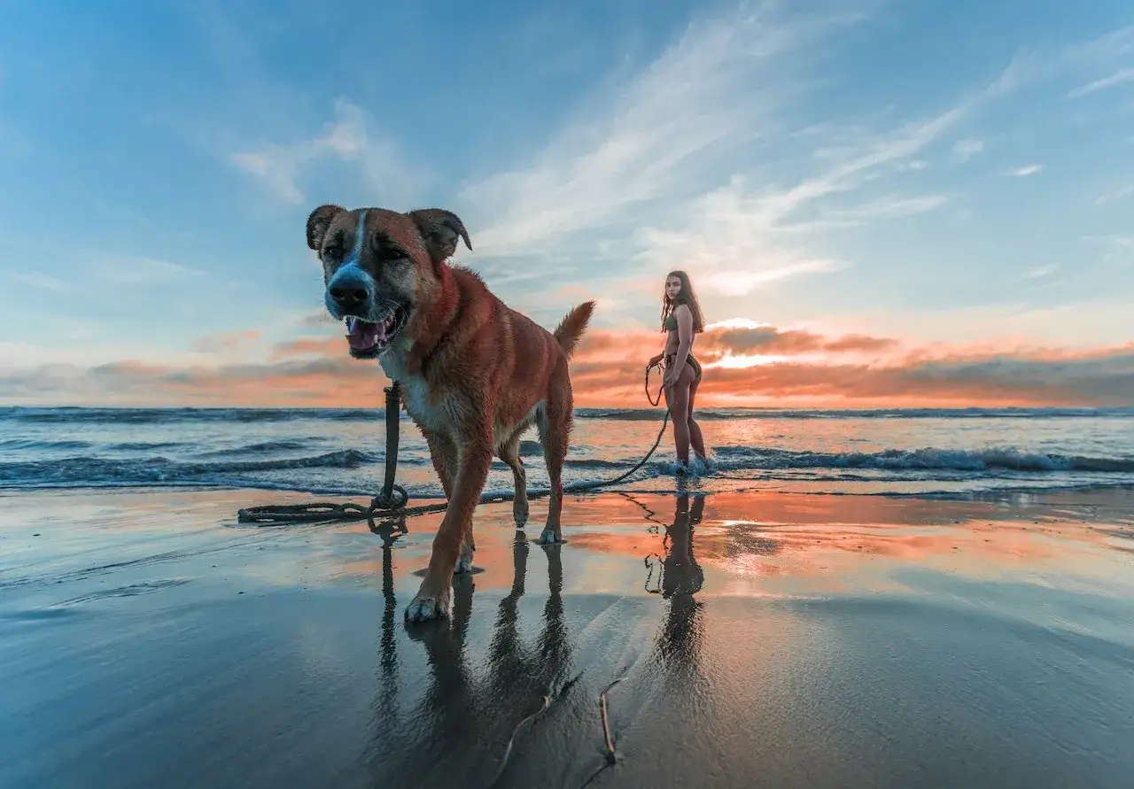Perro feliz en la playa para perros Alicante, con su dueña disfrutando del atardecer.